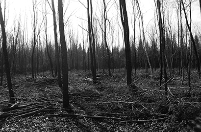 Rueldesbois_emondage_elagage_victoriaville1