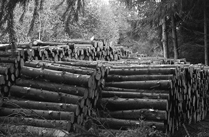 Service_forestier_rueldesbois_emondeur2